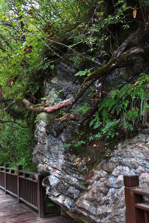 夢回甘南仙境，探秘官鵝溝——開啟一場說走就走的自然與文化之旅